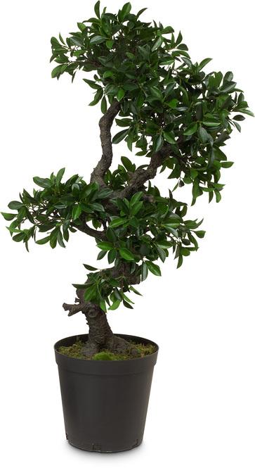 Ficus Ginseng Bonsaï - Plante - Plus de Fleurs