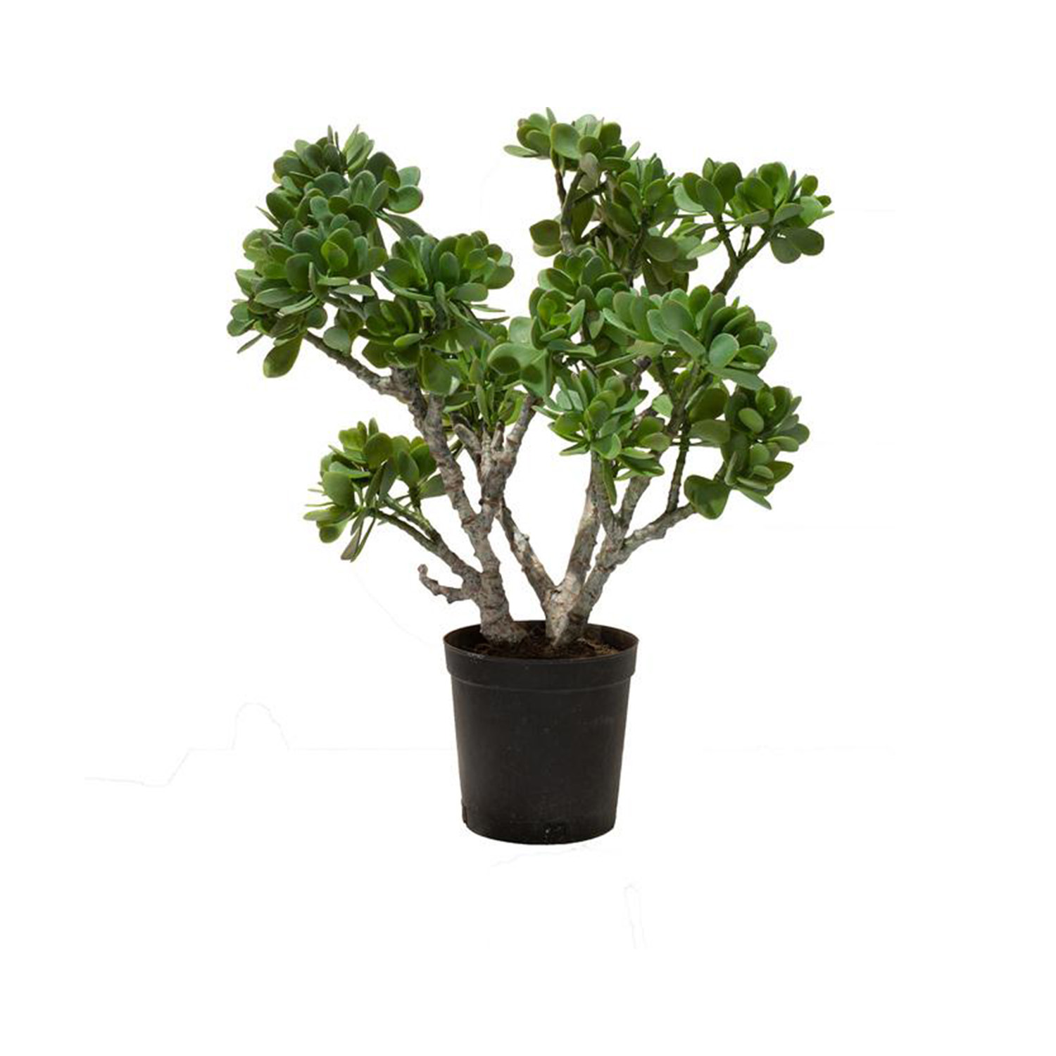 fleur ami | Arbre de jade Crassula Ovata Plante artificielle, 56 cm | Haute  qualité et exclusivité