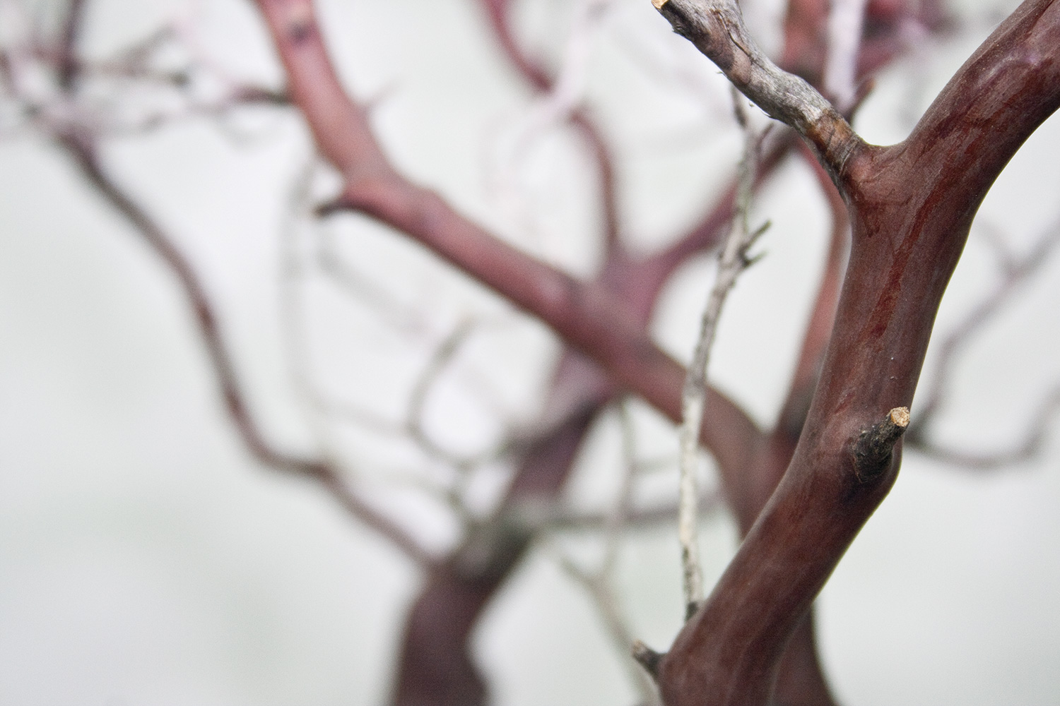 Manzanita, braun, verzweigt, 150-175 cm H: 175 | natur braun