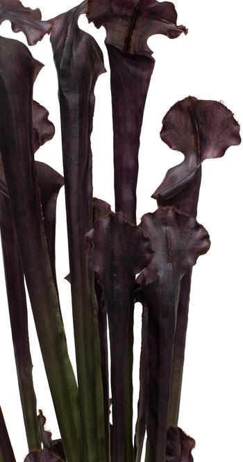 Kobralilie Kunstpflanze, 57 cm 