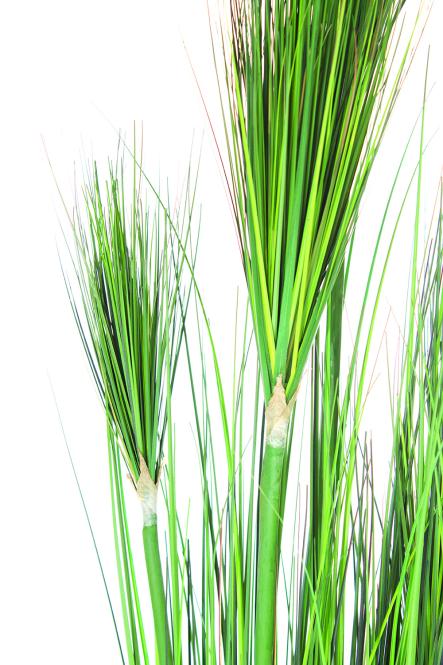 Onion grass, 152 cm, green