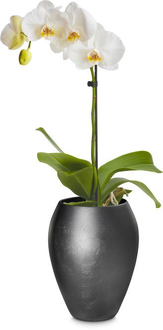 Vaso per orchidee Royal, 17/24 cm, grigio titanio