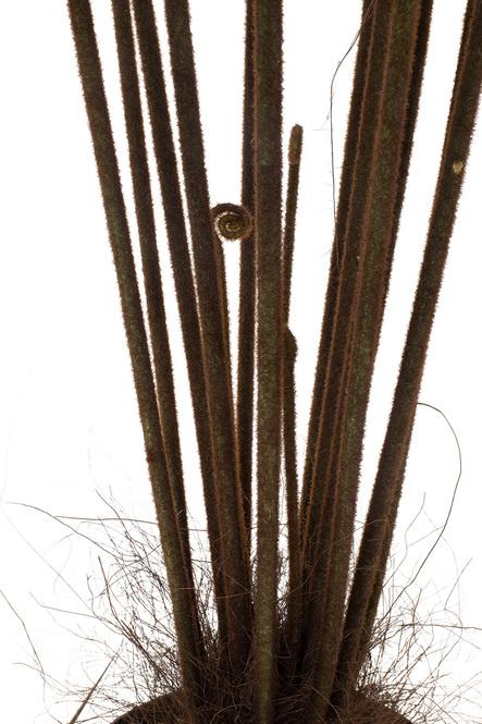 Riesenfarn Kunstpflanze, 185 cm 