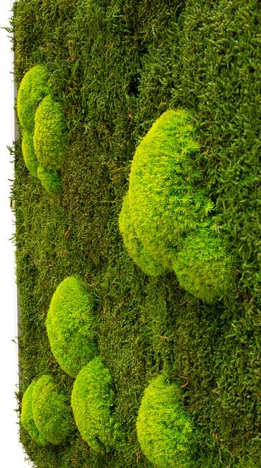 Premium moss picture, 80x80 cm, 70% flat moss, 30% balled moss, white frame 