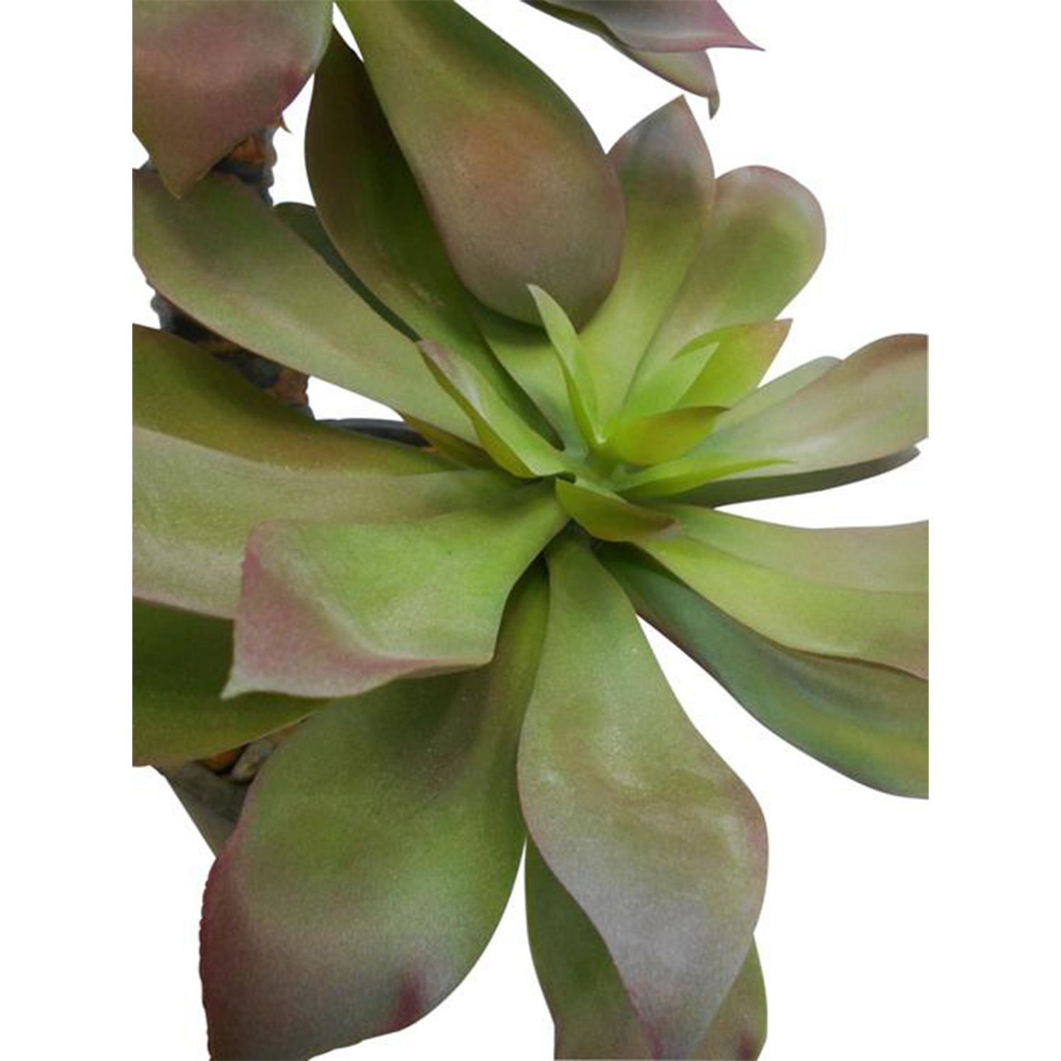 Succulent op stam kunstplant, 55 cm 