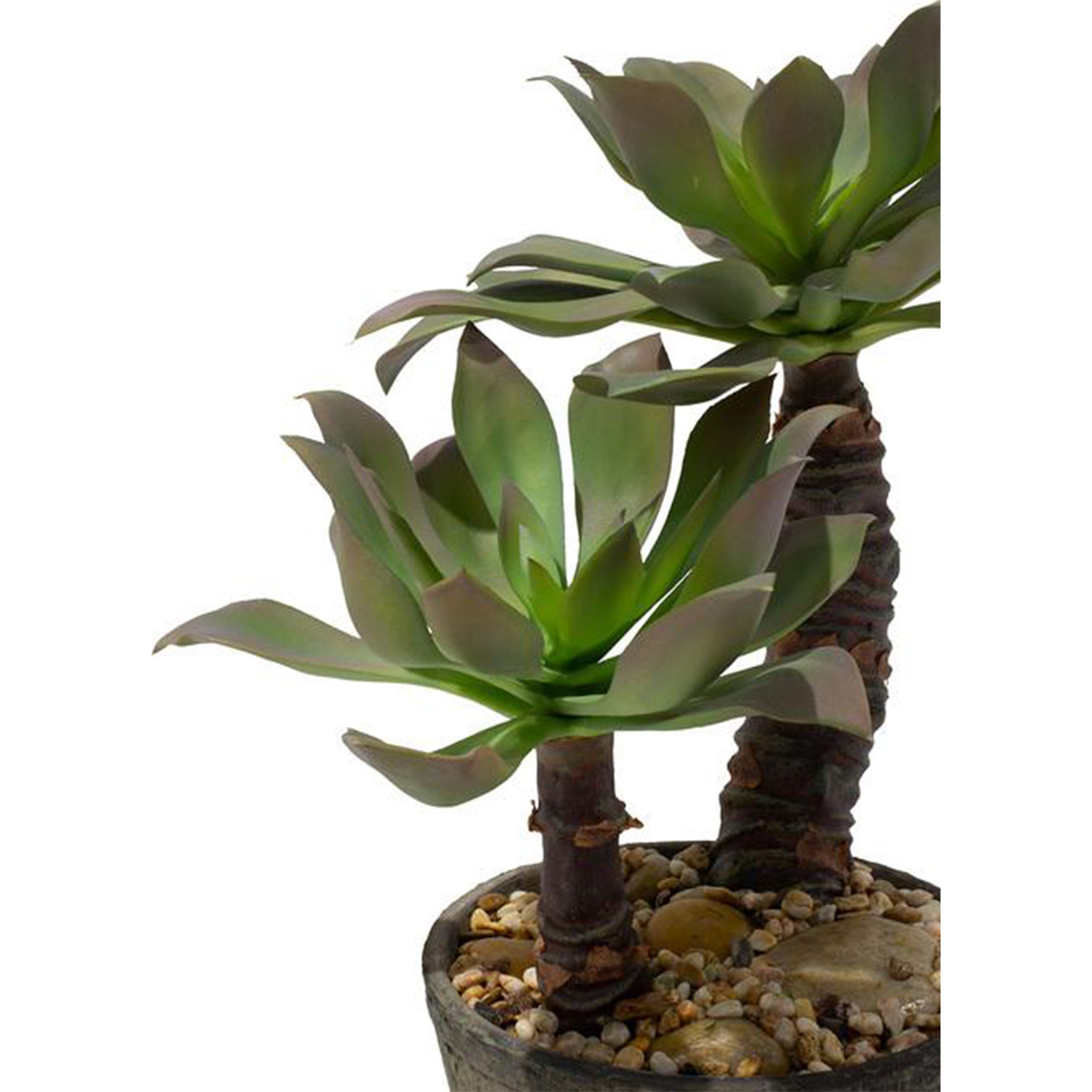 fleur ami | Sukkulente Hochwertig Stamm & 55 cm | auf Kunstpflanze, Exklusiv